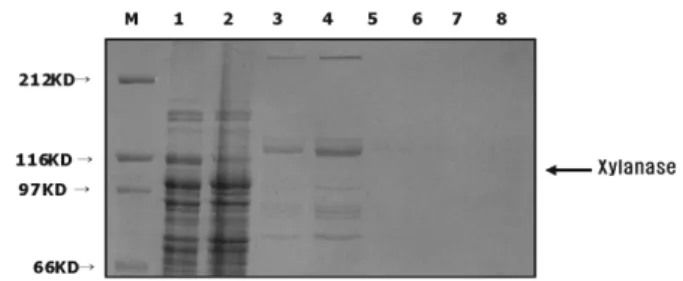 Fig. 1. Expression of recombinant xylanase in E. coli.  ORF of  T. maritima xylanase gene was introduced into E