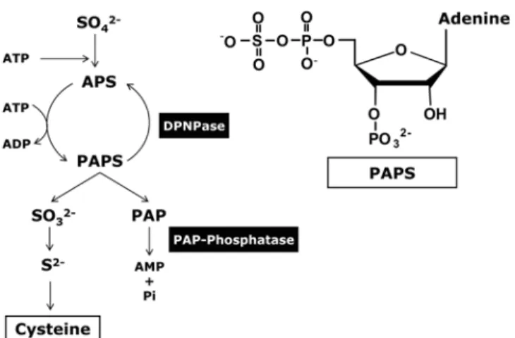 Fig. 1. Main pathway of reductive sulfate assimilation and chemical structure of PAPS.