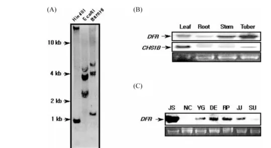 Fig. 2. Copy number prediction of  st-dfr  gene by genomic Southern blot analysis (A) and the expression profile of  st-dfr  genes and chalcone synthase 1B (st- chs1B ) gene in different tissues and cultivars were investigated by Northern blot experiments 