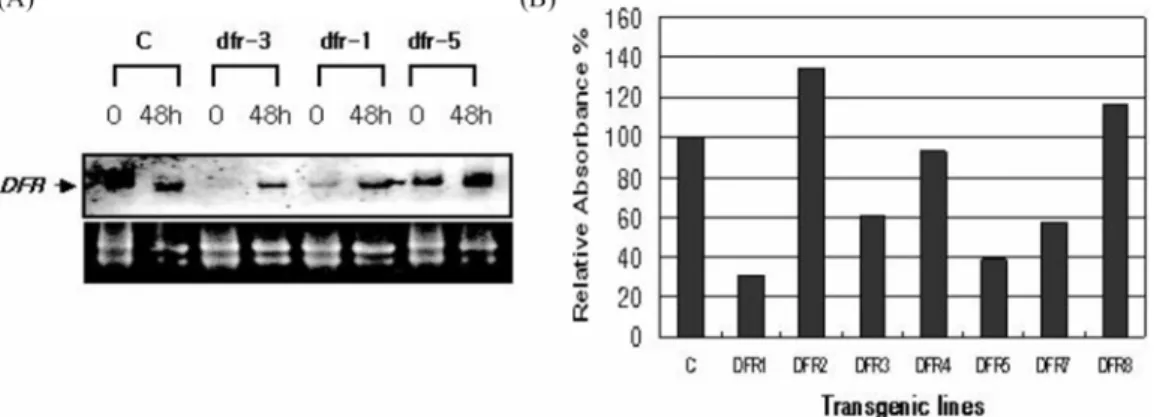 Fig. 5. Expression of the DFR gene and a comparison of anthocyanin content from different AS-DFR transgenic lines
