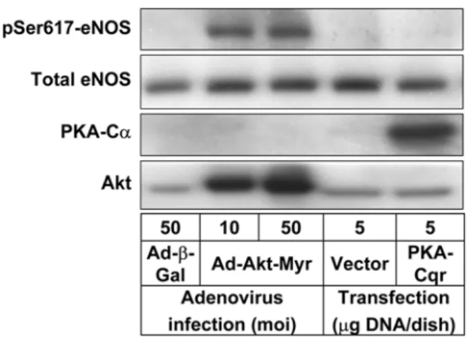Fig. 1. Akt but not PKA regulates eNOS phosphorylaton at Ser617 in endothelial cells.  BAECs were infected with a recombinant adenovirus expressing a constitutively active Akt mutant (Ad-Akt-Myr) or a control adenovirus encoding  β  -galac-tosidase (Ad- β 