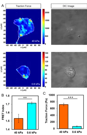 Fig. 3. FRET visualization of force transmission by α-Catenin sensor at cell-cell junction