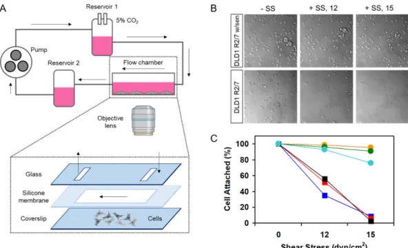Fig. 4. The effect of α-catenin sensor on cell adhesion in response to shear stress. (A) The flow system comprises a flow chamber for seeded cells, two reservoirs forming hydrostatic pressure, a pump to circulate the cell medium and the tube system that co