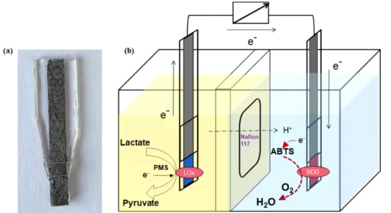 Fig. 1. (a) Fabricated carbon paper electrode and (b) schematic diagram of enzymatic fuel cell.