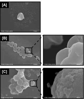Fig. 2 는 CNPs, L. lac., L. lac.-CNPs 의 모양과 크기를 SEM image 나타낸 것이다. 5 g/L의 chitosan을 사용하여 제조한 CNPs는 약 400 nm 의 찌그러진 구형으로 형성된 것을 알 수 있다
