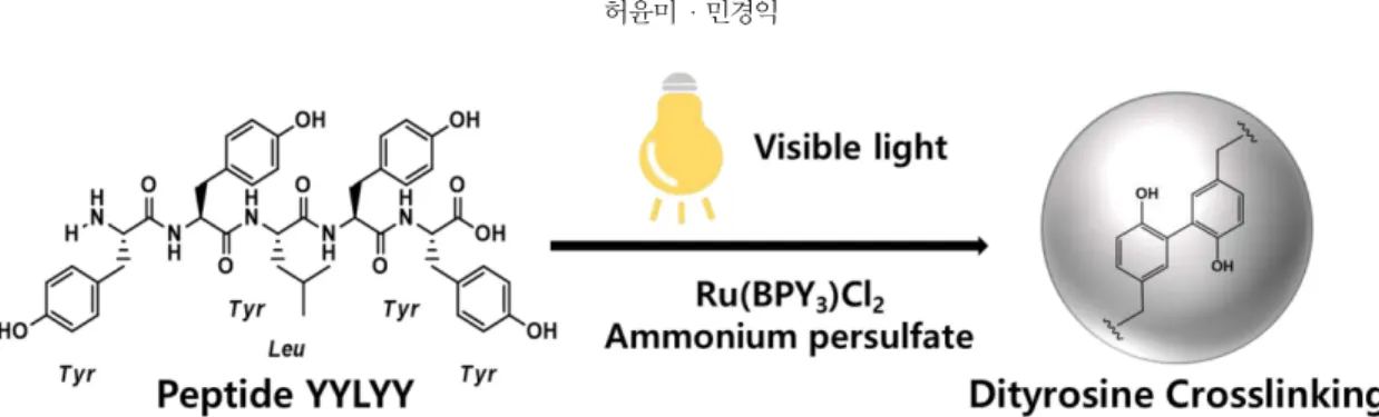 Fig. 2. Morphology and characteristics of peptide nanoparticles synthesized from 0.5 mg/mL of peptide YYLYY monomer, 0.1 mM of Ru(BPY) 3 Cl 2 , and 6 mM of APS under visible light for 500 sec
