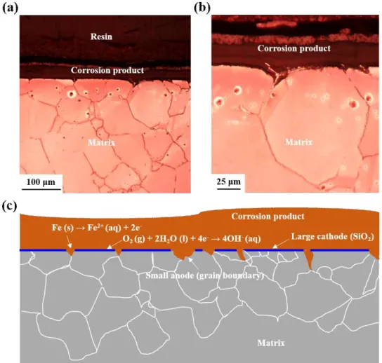 Fig.  13  (a)  OM  image  and  (b)  its  magnified  view  of  the  interface  between  corrosion  product  and  steel  matrix  (3.0Si)  after  immersion  test  at  25  o C,  and  (c)  schematic  illustration  for  localized  corrosion  attack  along  the  