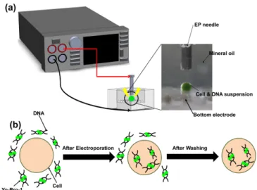 Fig. 1. Schematic diagram of digital electroporation system and Exper- Exper-iment process overview