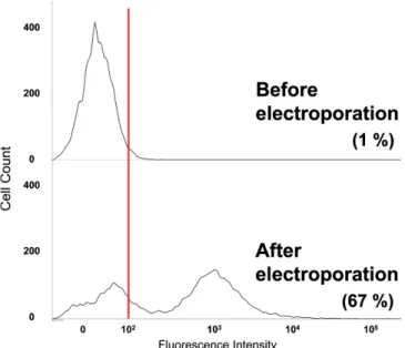 Fig. 2. FACS histogram analysis. The top histogram is before elec- elec-troporation and the bottom histogram was after  electropo-ration