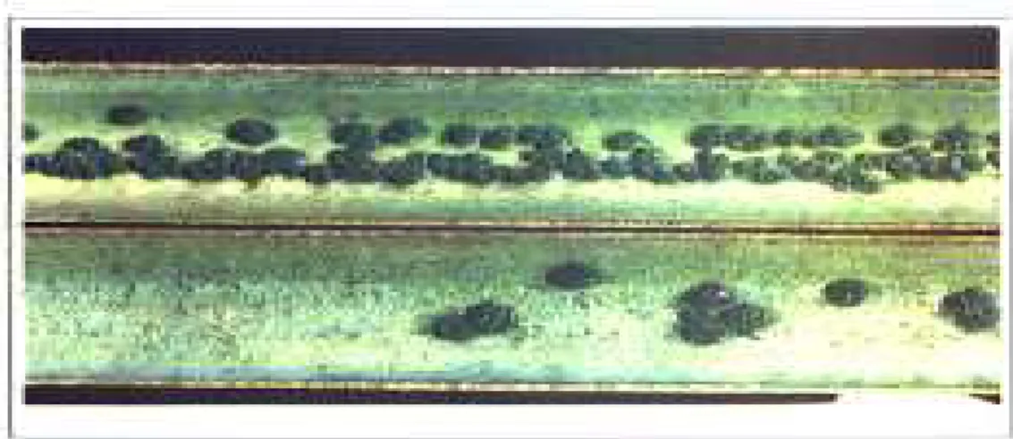 Fig.  9.  Pitting  corrosion  due  to  the  “flux  run”  at  a  location  48  inches  downstream  from  the  soldered  joint