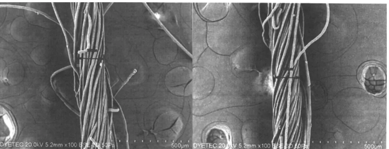 Fig. 3. Scanning electron micrographs of fiber. Acceleration voltage was 20 kV and the magnification scale was 100 times.