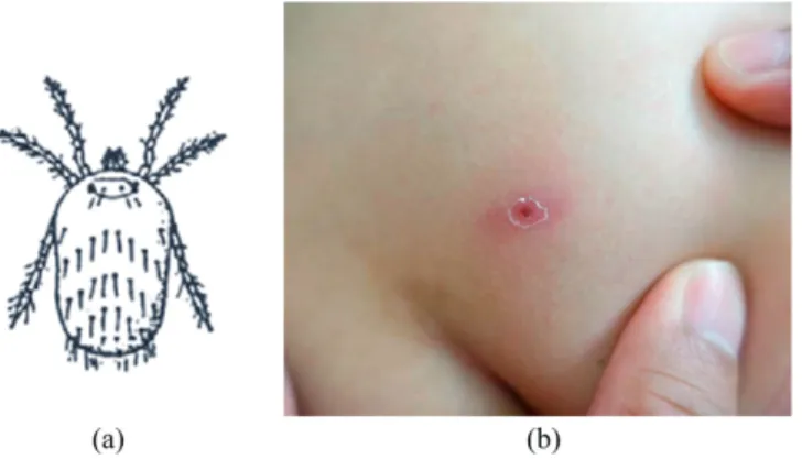 Fig. 2. Graphical description of spatio-temporal ecological modeling modified from [12].