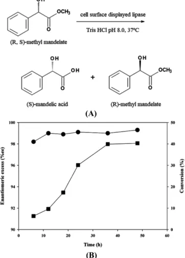 Fig. 2. Relative activity (A) and time profiles of the lipase activity (B) of recombinant E