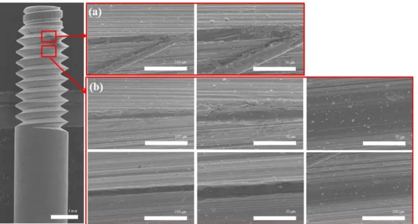 Fig. 8. FE-SEM  micrographs showing the corrosion surface of ZrN coated abutment screw after potentiodynamic test in deaerated  0.9% NaCl solution at 36.5 ± 1 ℃: (a) screw top and screw flank and (b) screw valley.