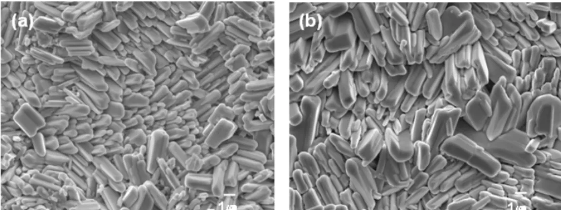 Fig. 4. FEG-SEM images of galvannealed surface (a) CB1 and (b) AM2.