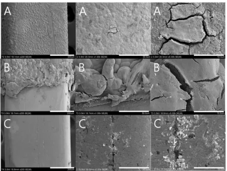 Fig. 11. FE-SEM showing corrosion morphology of coated surface of NiTi wire(rectangular type) after potentiodynamic test in  0.9% NaCl solution at  36.5±1℃