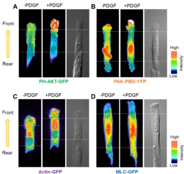 Fig. 3. The polarization of molecular signals. CHO cells transfected with various fluorescent indicators were cultured on  fibronec-tin-coated micropatterned surface (10 µm in width), with one opened end (front) and the other closed end (rear) contacting a