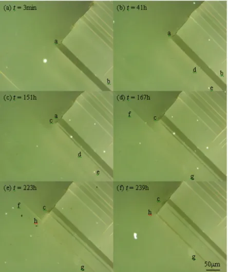 Fig. 8. SCC crack propagation induced by the initiation and growth of domain switching bands