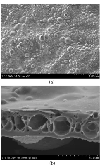 Fig. 1. SEM image of membrane after Fenton reaction a) surface b) cross section.