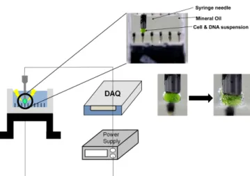 Fig. 2. Analysis of the histogram based on the fluorescence signal strength of 10 2 . The control group had a fluorescent signal lower than the reference and the peak was located on the left side of 10 2 