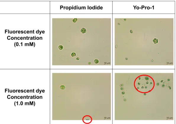 Fig. 5. The effects of fluorescent dyes on the cell viability after 18 hours of dyeing