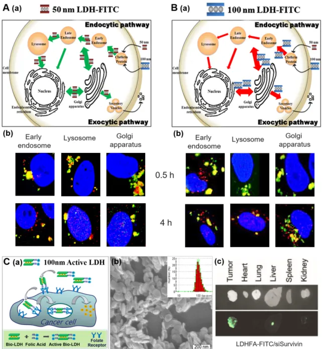 Fig. 2. Intracellular trafficking pathway of the LDH nanoparticles with a size of A. 50 nm and B