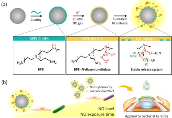 Fig. 3. (a) Nitric oxide release profile of BPEI-NO NP, and (b) the quantitative results of cell viability for 24 h