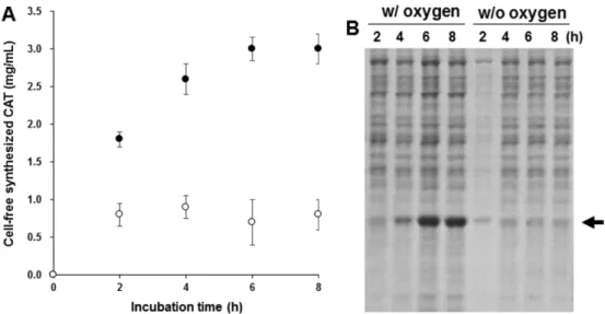 Fig. 2. Suppression of cell-free protein synthesis by the addition of a detergent. (A) Varying amounts of Brij-58 were added to the reaction mixtures for cell-free synthesis of CAT using glucose as an energy source