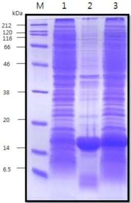 Fig. 3. Solubilization of insoluble expressed hEGF inclusion body. lane M, protein size marker; lane 1, total lysate supernatant; lane 2, total lysate precipitate; lane 3, solubilized inclusion body.