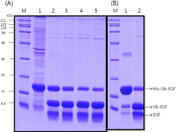 Fig. 6. Second step His-tag purified hEGF. lane M, protein size marker;