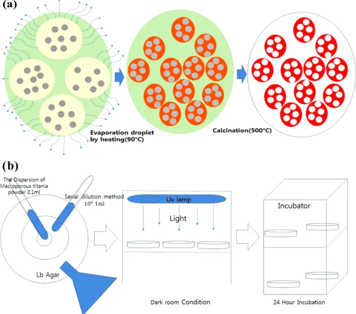 Fig. 1. (a) Schematic figure for the synthesis of macroporous titania particles and (b) photocatalytic bactericidal system.