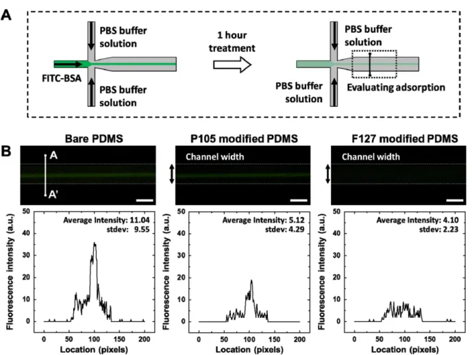 Fig. 4. Optical test of protein adsorption by FITC-BSA. Scheme (A) shows the experimental procedure for protein adsorption and washing with PBS buffer
