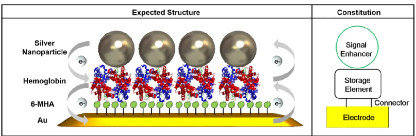 Fig. 1. Schematic diagram of Hemoglobin/Silver Nanoparticle Heterolayer.
