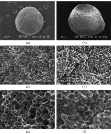 Fig. 4. SEM photographs of Ca-alginate capsule after drying. Flu- Flu-idized drying: (a) whole picture (×50), (c) cross-section (×500), (e) cross-section (×1000), and Freeze drying: (b) whole  pic-ture (×50), (d) cross-section (×500), (f) cross-section (×1