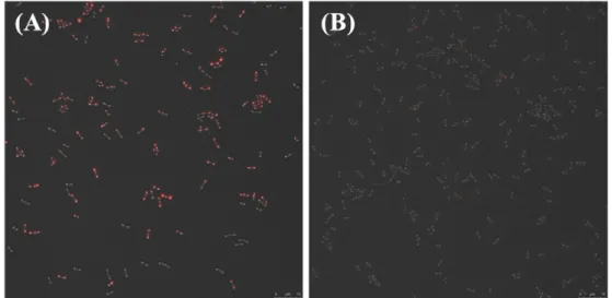 Fig. 4. Comparison of relative intensity (fluorescence absorbance of PHB) of  M. extorquens AM1 wild type, M