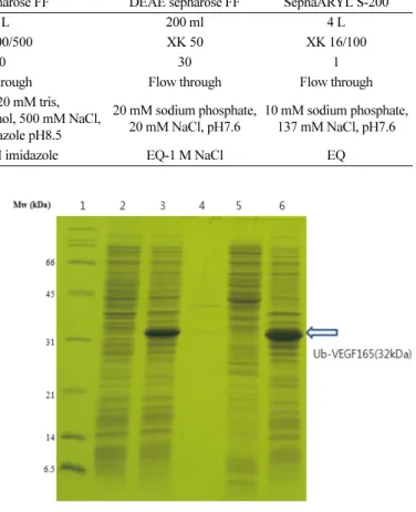 Fig. 3. Verification of localization of recombinant human VEGF165 expressed in E.coli through SDS-PAGE: lane 1, protein size marker; lane 2, total cell protein before induction; lane 3, total cell protein after induction; lane 4, periplasmic space;