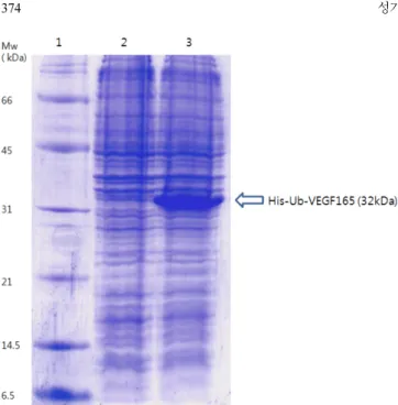 Fig. 6. Preliminary 1st Ni chromatography test in XK 20 column by using stepwise elution: lane 1, protein size marker, lane 2, loading, lane 3, flow through, lane 4, 1st washing fraction (2 CV); lane 5, 2nd washing (2 CV); lane 6, elution 50 mM (3 CV); lan
