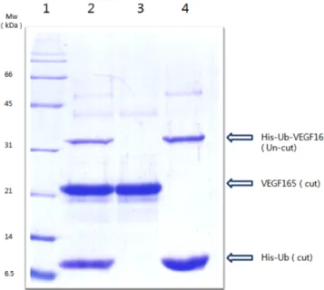 Fig. 7. 1st Ni chromatography frations in scale-up stage: lane 1, protein size marker; lane 2, loading; lane 3, flow through;