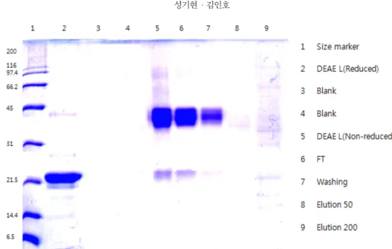 Fig. 11. Gel filtration analysis through SDS-PAGE with reduced and non-reduced form : (A) lane 1, protein size marker; lanes 2~10, elution frac- frac-tions