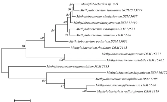 Fig. 1. Neighbor-joining phylogenetic tree based on 16S rRNA gene sequences showing the relationships between isolate and other methy- methy-lotrophs