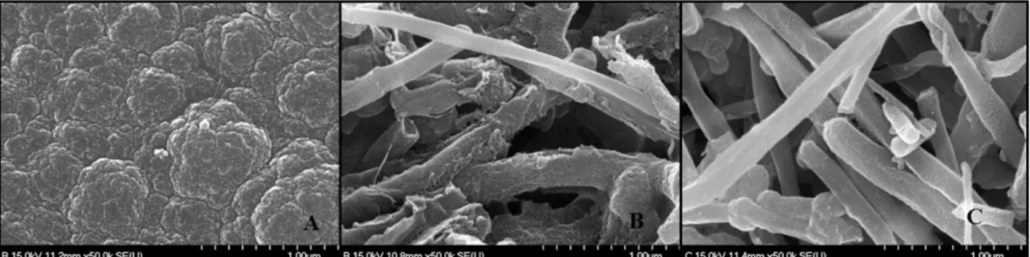 Fig. 2. Cyclic voltammogram of 1 mM L-3,4-dihydroxyphenylalanine (L-DOPA) in 50 mM phosphate buffer (pH 7, temperature: