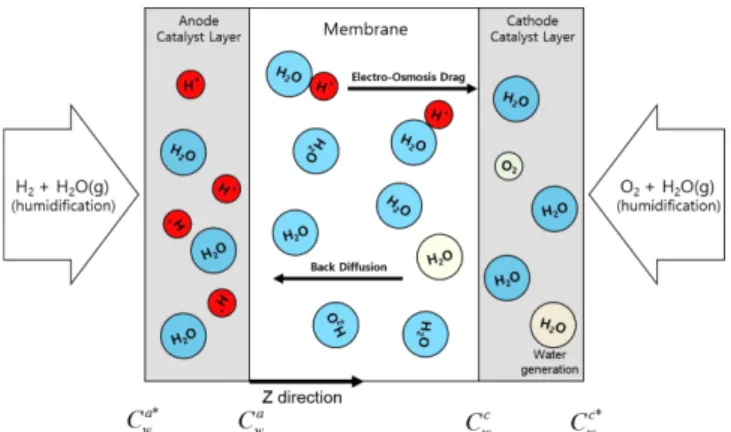 Fig. 1. Schematic representation of transport of proton and water in membrane and electrode