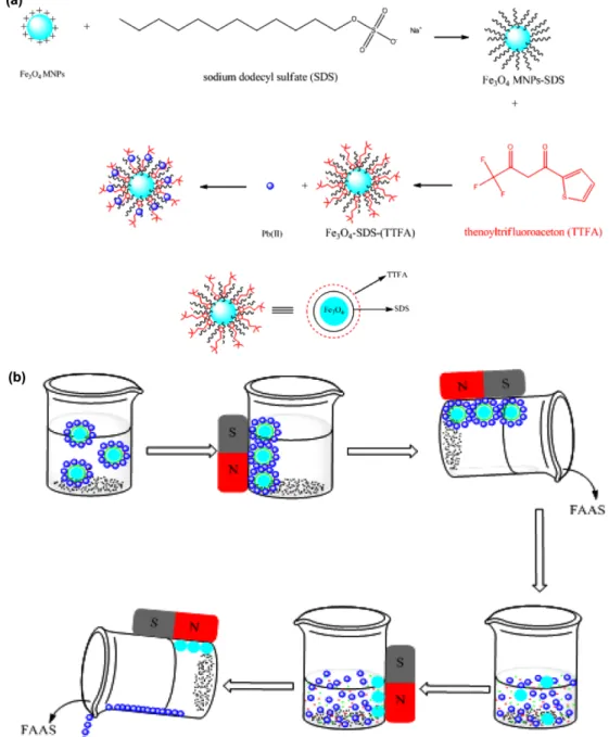 Fig. 1. (a) A schematic illustration of the Fe 3 O 4  NPs modification with SDS and TTFA groups, and adsorption of Pb(II) ions, (b) application of Fe 3 O 4  NPs-SDS-TTFA for separation and preconcentration of Pb(II) ions in water samples based on MSPE.