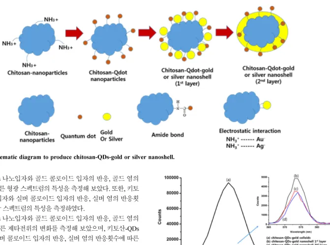 Fig. 4 에서는 키토산-QDs 나노입자와 골드 콜로이드 입자의 반응,Fig. 1. The schematic diagram to produce chitosan-QDs-gold or silver nanoshell.