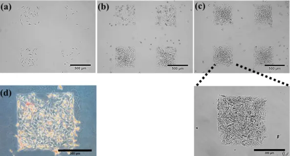 Fig. 4. Relative lipid inhibition of Orlistat by quantification method of Oil Red O staining.
