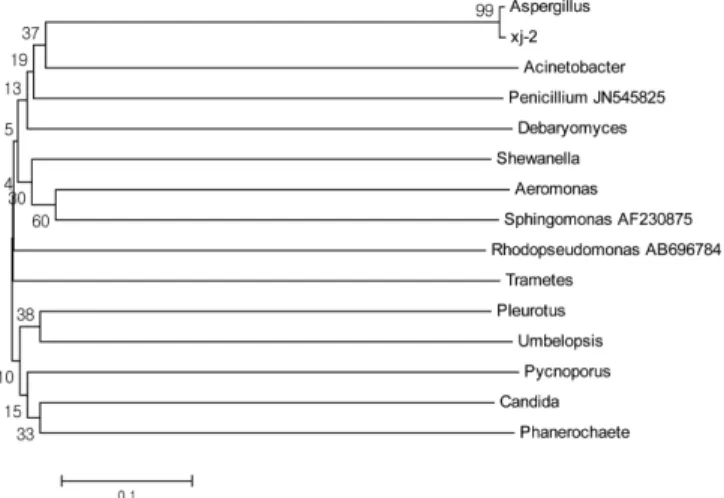 Fig. 4. Phylogenetic tree of decolorizing Microorganism.