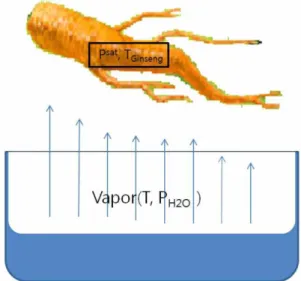 Fig. 1. Schematic diagram of steam absorption of ginseng during the steaming process.