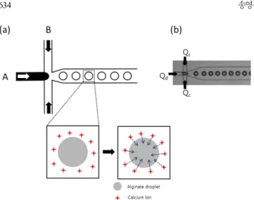 Fig. 1. A schematic diagram of the microfluidic device. (a) the micro- micro-channels composed of two injection lines for the alginate  solu-tion (A) and mineral oil (B)