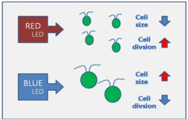 Fig. 3. The effect of LED light on microalgae growth.