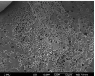 Fig. 6. Fractured SEM image of phenolic bead with 8 wt% HMTA as crosslinking agent (C2).
